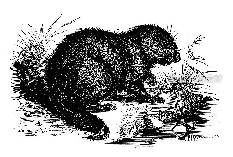 古董动物插图:麝鼠(Ondatra zibethicus)